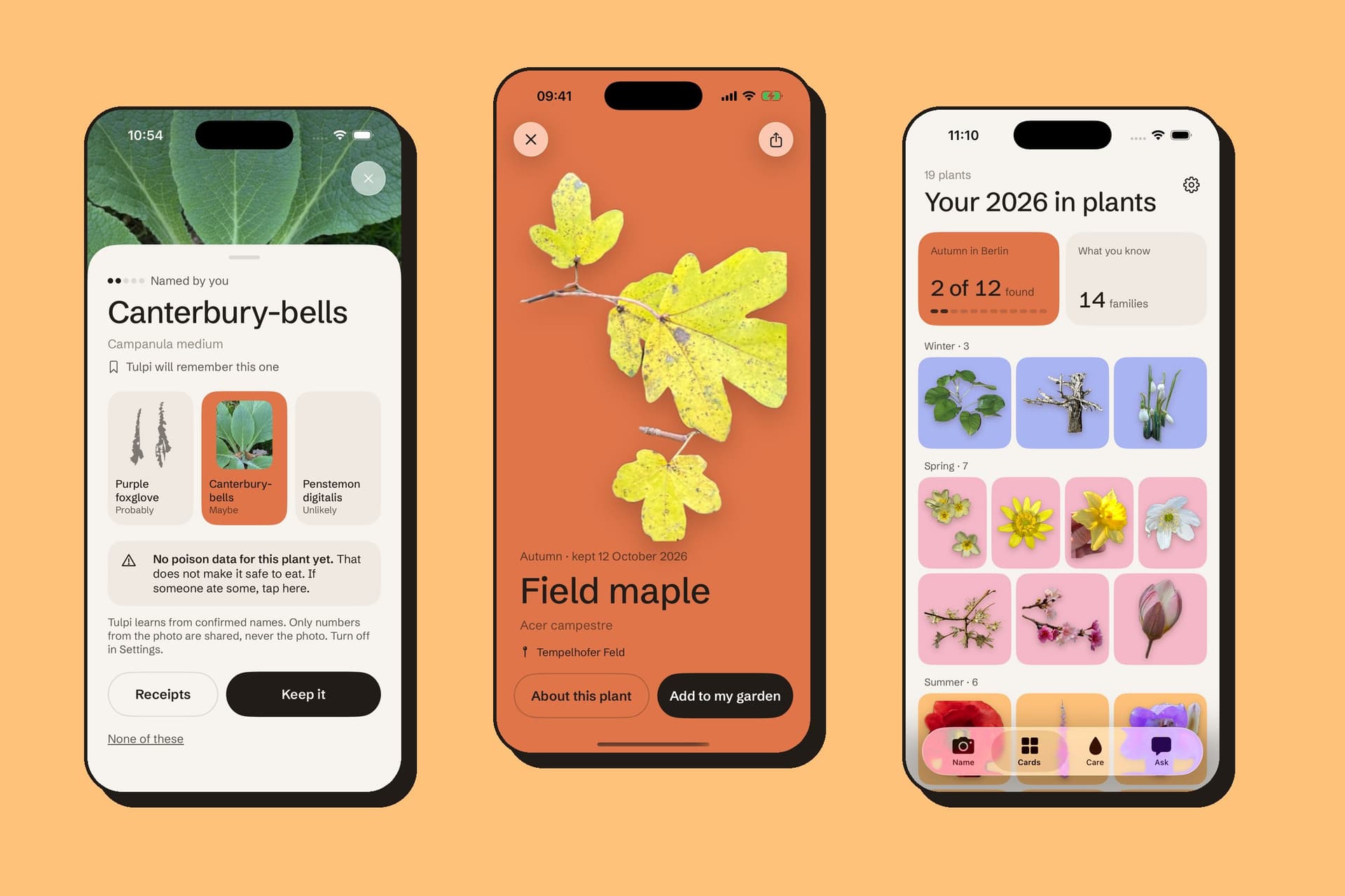 Three app screens on an apricot field: the answer sheet with three candidates, a kept card of a field maple on the rust autumn field, and the collection grouped by season